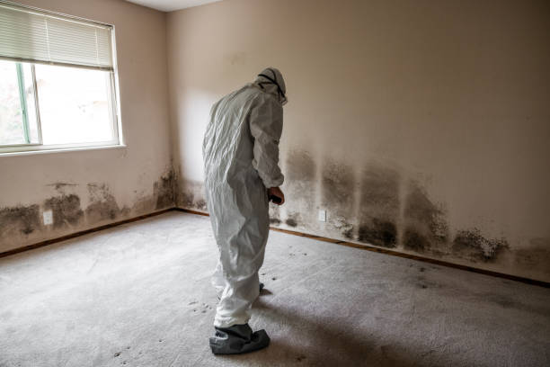 Trusted Jonesville, VA Mold Removal Experts